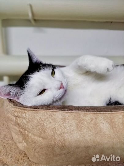 Котик Барсик