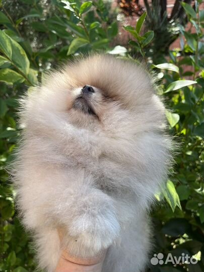 Померашка девочка
