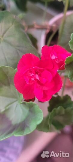 Герань пеларгония