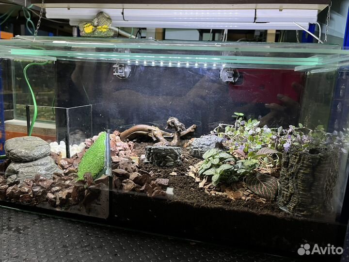 Полидариум для краба