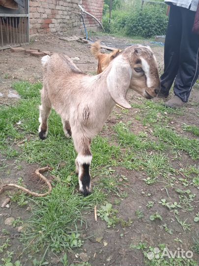 Нубийский козлик