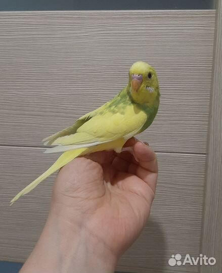 Волнистые попугаи, самцы