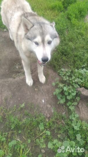 Хаски по кличке «Амур» отдам в добрые руки