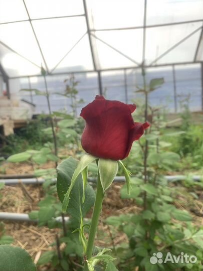 Роза кустовая корни(кусты)