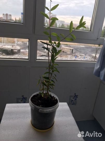 Суккуленты