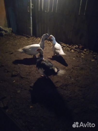 Утки селезень