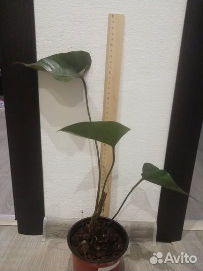 Антуриум Блэк Лав, Rainbow Champion