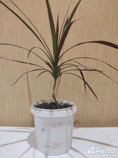 Кофе. Драцена