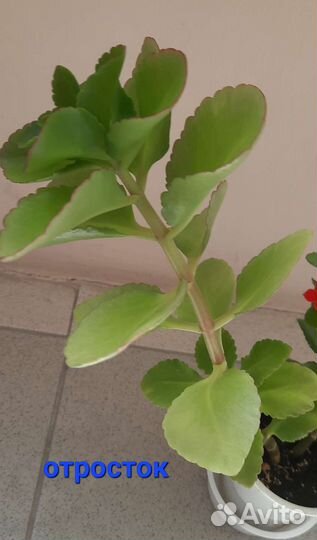 Каланхоэ отросток