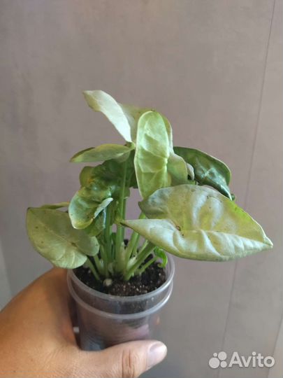 Сингониумы