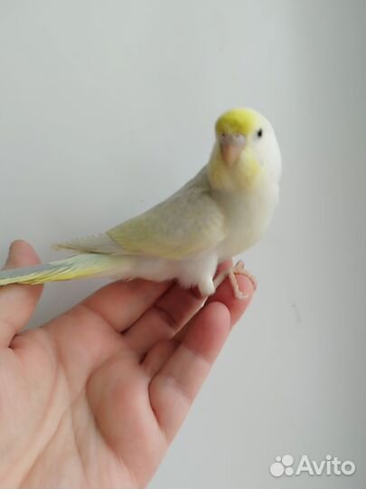 Волнистые попугаи, птенцы