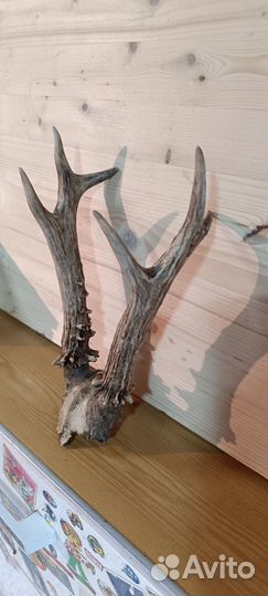 Рога косули