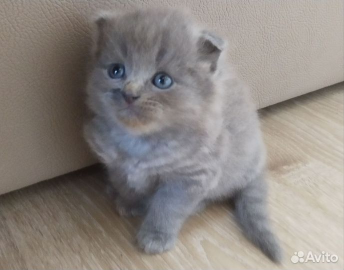 Пушистые котята