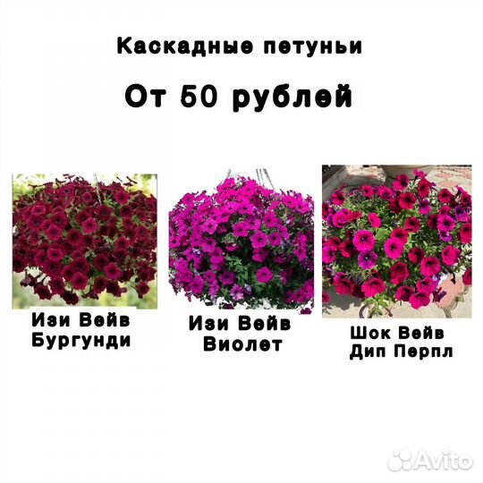 Петунья
