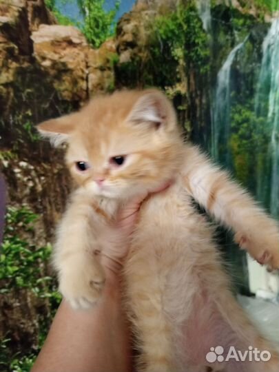 Котята беби фэйс