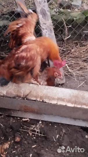 Яйца на инкубацию