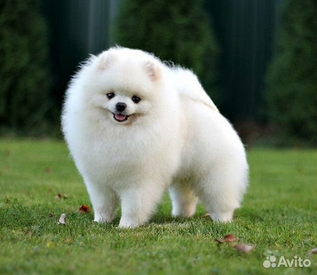 Мечтаю о шпице