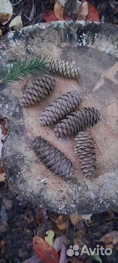 Шишки в ассортименте