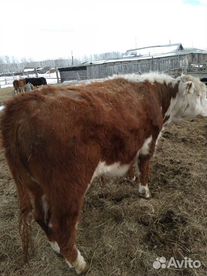 Быки на мясо