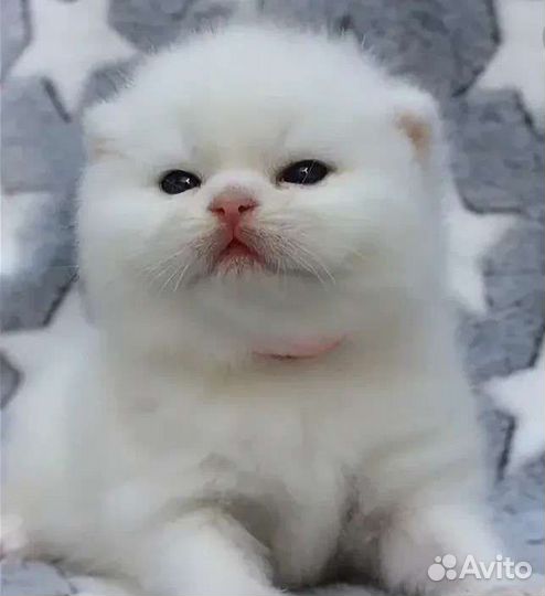 Клубные шотландцы королевская серебристая шиншилла