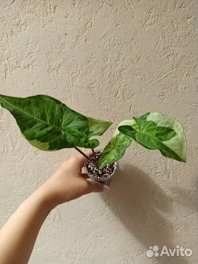 Комнатные растения