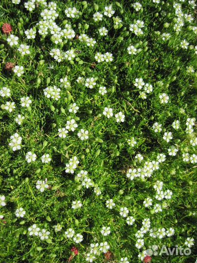 Мох ирландский