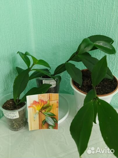 Эсхинантус Жар птица