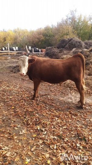 Быки на откорм