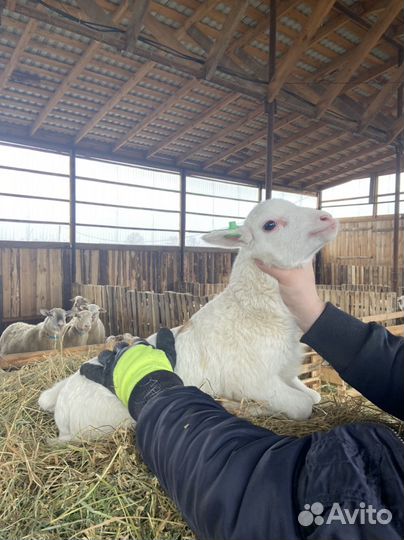 Катумские бараны