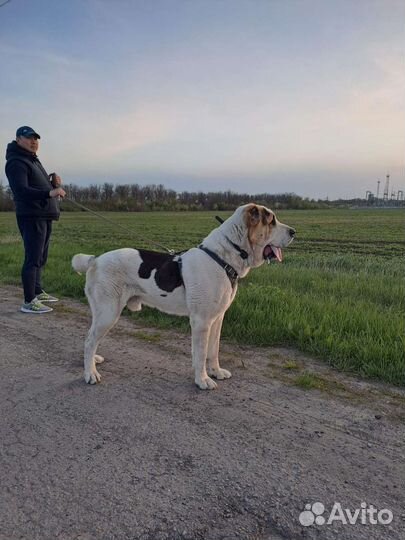 Вязка алабай