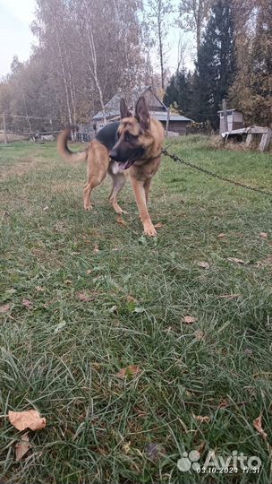 Немецкая овчарка в добрые руки