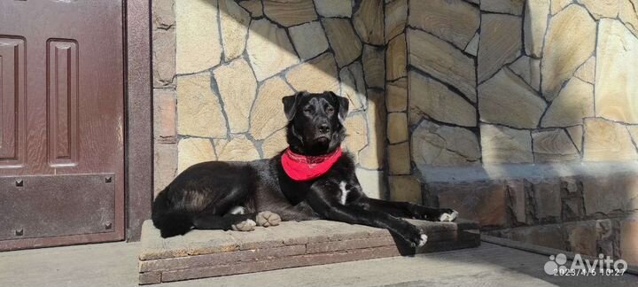 Собака в добрые руки