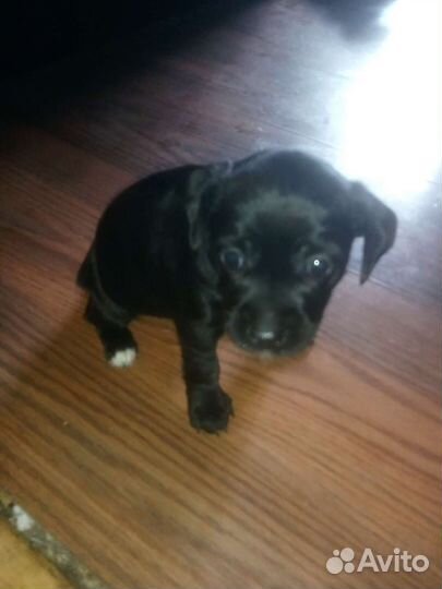 Маленькая собака