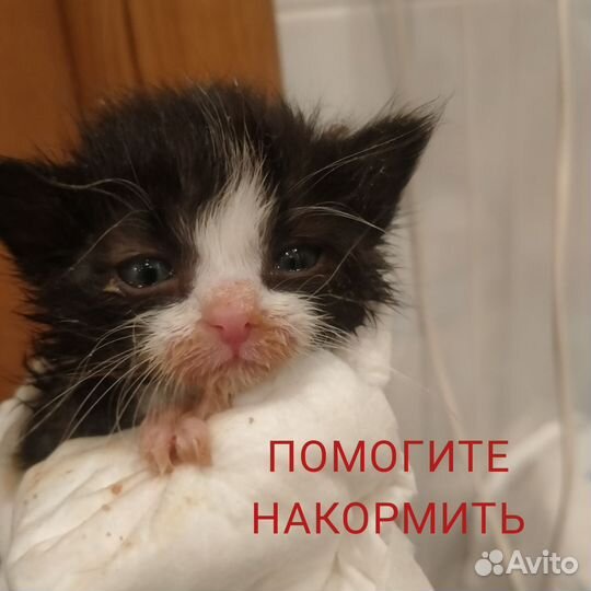 Котята