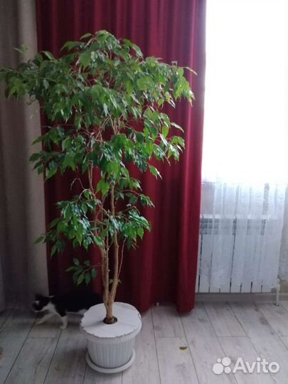 Комнатные растения