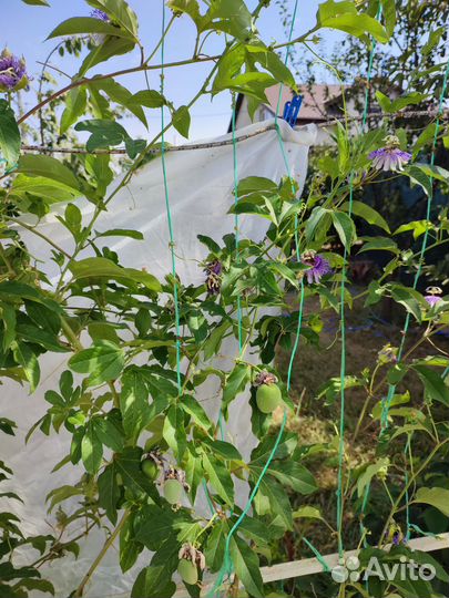 Саженцы Маракуйи, Банана, Инжир, гранат и тд