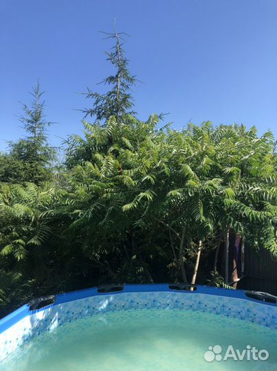 Уксусное дерево