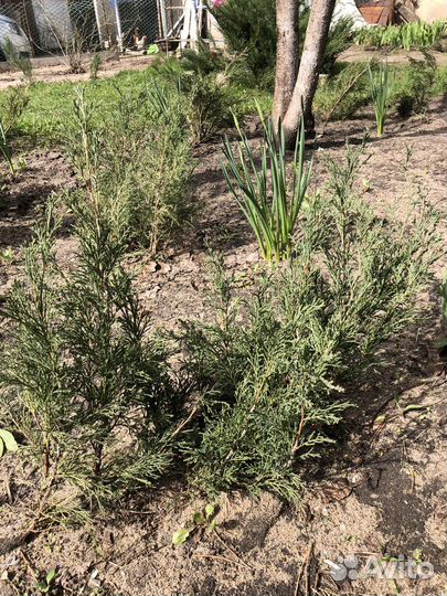 Можжевельник