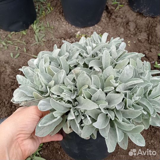 Вероника седая (колосковая)