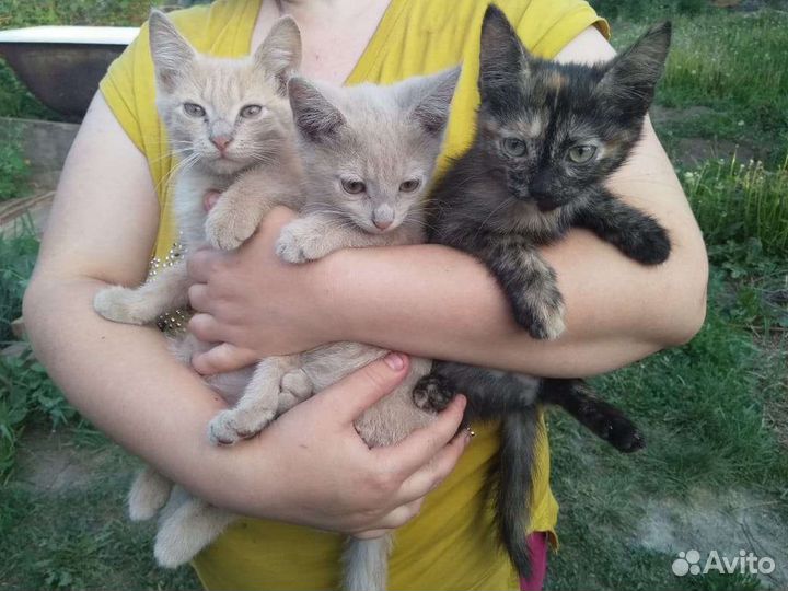 Рыжие котята