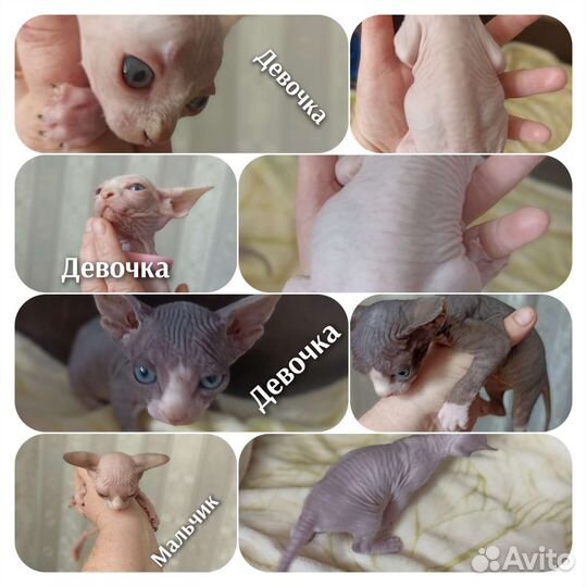 Котята