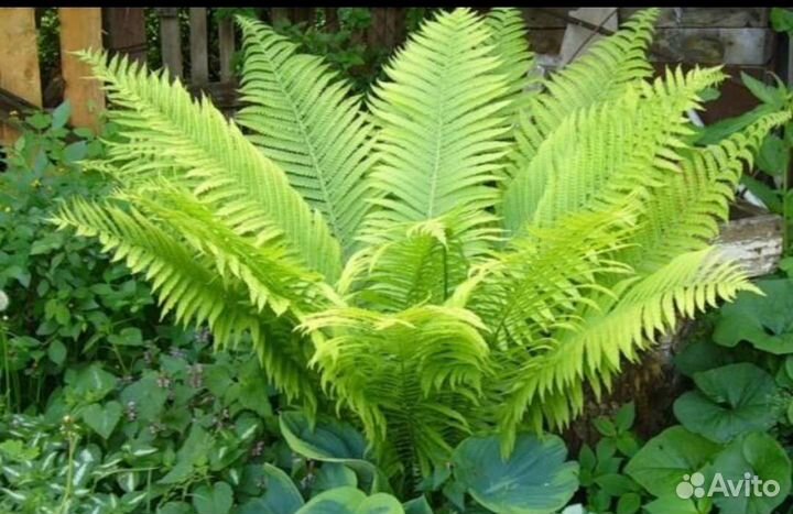 Папоротник