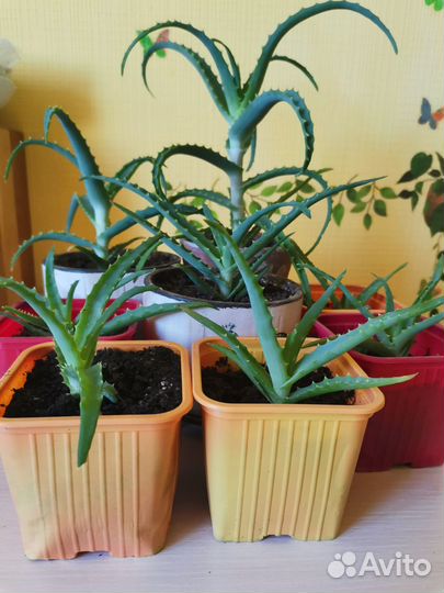 Комнатная мята. Алоэ