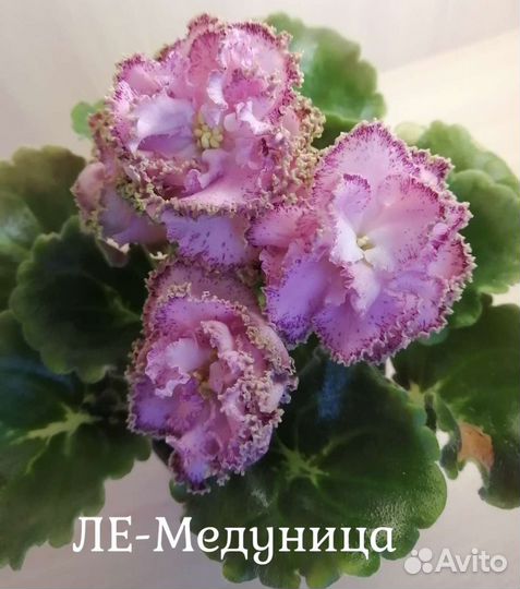 Детки фиалок, лист на срез