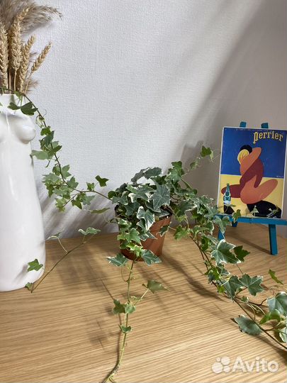 Плющ хедера