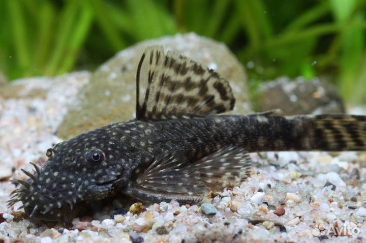 Сомики анциструсы 5-12 см (аквариумные рыбки)
