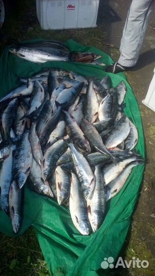 Горбуша замороженная