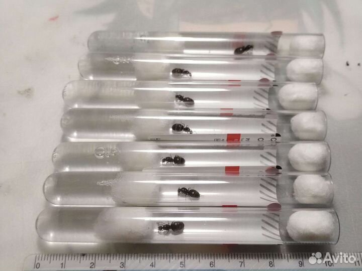 Муравьи Lasius Niqer