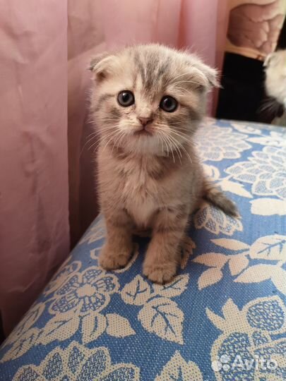 Шотландские вислоухие котята мраморные