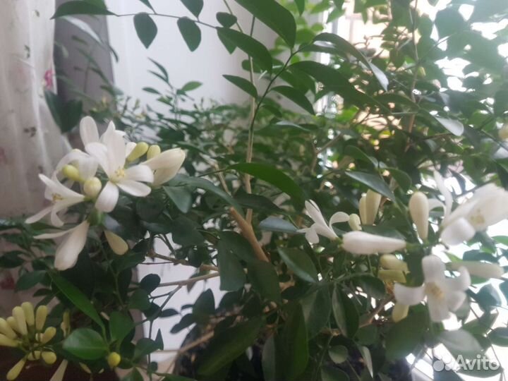 Жасмин муррайя семена для посадки